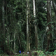 A Mukula forest in the Democratic Republic of Congo.